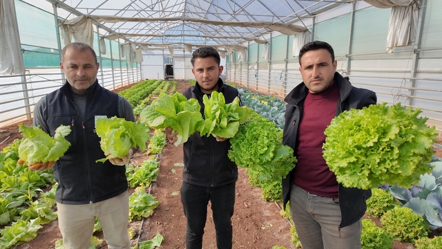 Büyükşehir Belediyesi seralarında kışlık sebze hasadı başladı