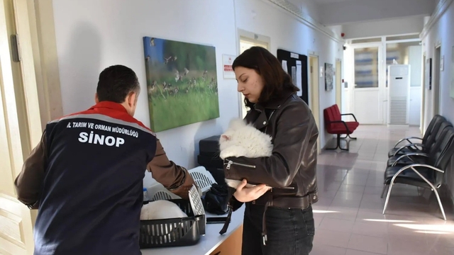 Sinop'ta hayvan kimliklendirme istatistikleri