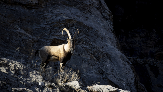 Tunceli'de yaban keçileri Munzur Vadisi'ne indi
