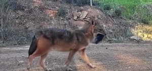Doğanın sert yüzü: Çakal ağzında domuz bacağıyla görüntülendi