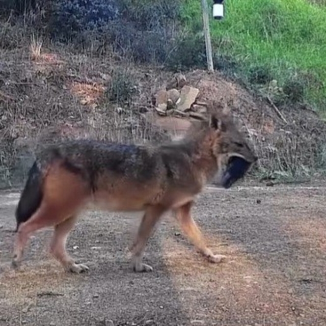 Doğanın sert yüzü: Çakal ağzında domuz bacağıyla görüntülendi