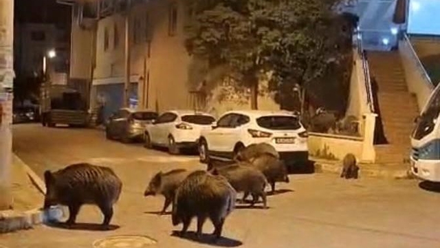 İzmir, sokaklarında domuz sürüleri ile doğal yaşam parkına döndü