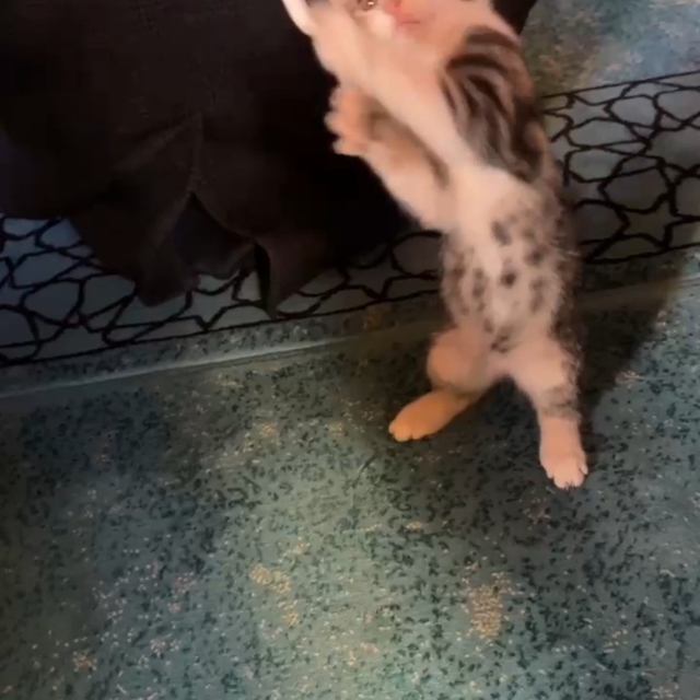 Yavru kedi camide vaaz sırasında cemaatle ve tespihle oynadı