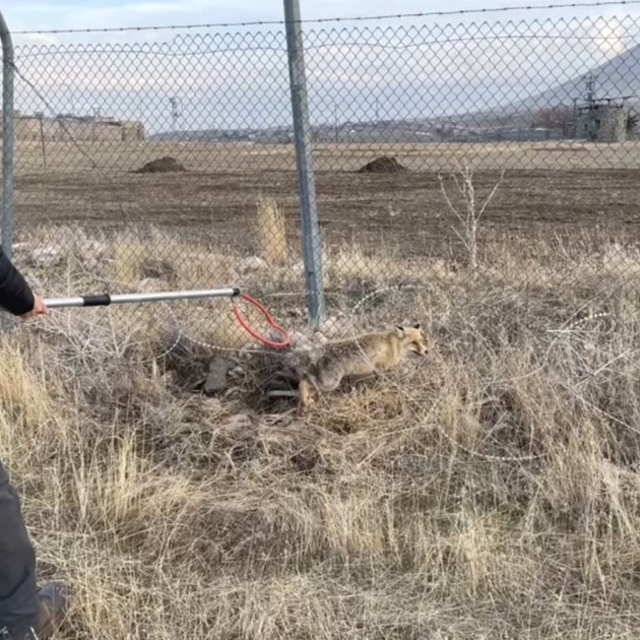 Yaralı kızıl tilki tedavi edilerek doğaya salındı