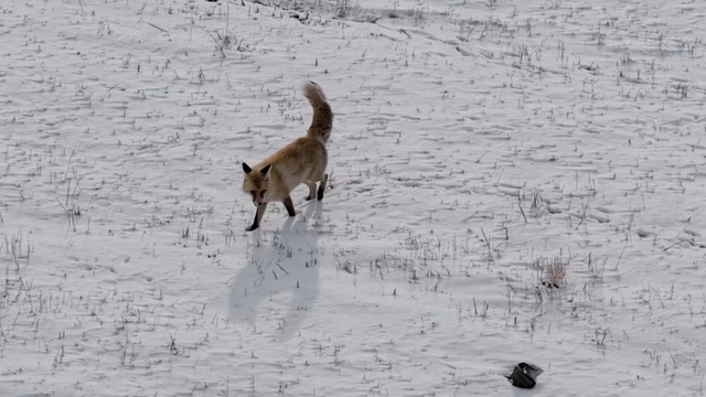 Dron sesinden tedirgin olan kızıl tilki, yuvasını terk etmedi