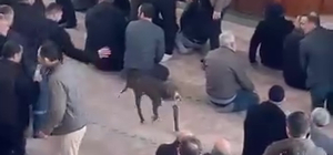 Cuma vaazı sırasında camiye pitbullun girdiği anlar kamerada