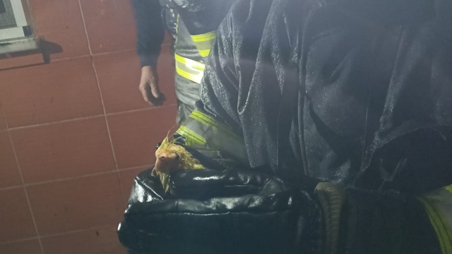 Zonguldak'ta alevler geceyi aydınlattı, itfaiye papağanı yangın ortasından kurtardı