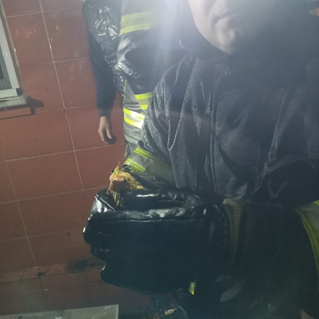 Zonguldak'ta alevler geceyi aydınlattı, itfaiye papağanı yangın ortasından...