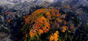 Çameli'nin titrek kavak ormanları bulutların arasında görsel şölen sunuyor
Çameli'de kartpostallık manzara: Titrek kavak ormanları havadan görüntülendi