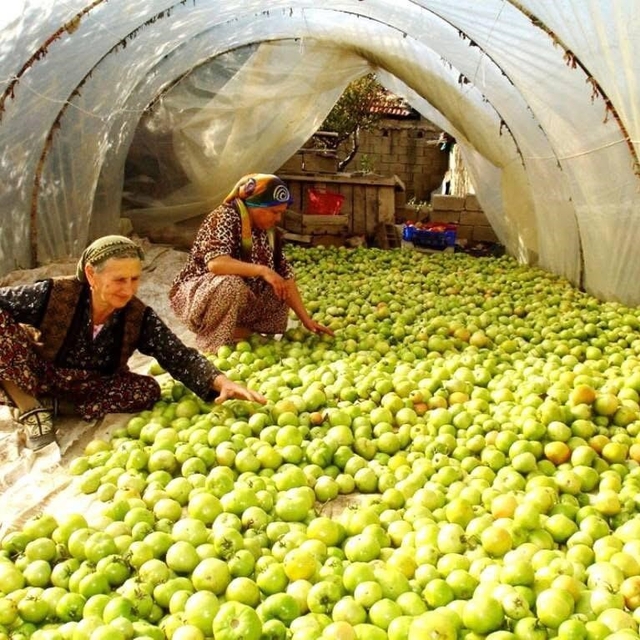 Kırağı vurdu, gök domates seraya taşındı