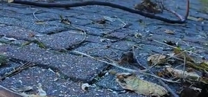 Artvin'in ardından Trabzon'da da yılanlar kış uykusuna yatmadı