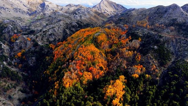 Çameli'nin titrek kavak ormanları bulutların arasında görsel şölen sunuyor
Çameli'de kartpostallık manzara: Titrek kavak ormanları havadan görüntülendi