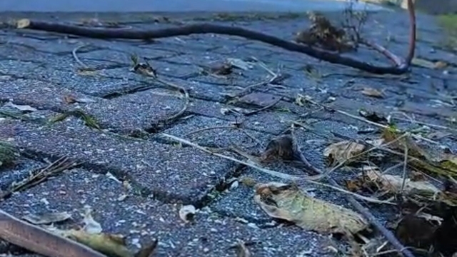 Artvin'in ardından Trabzon'da da yılanlar kış uykusuna yatmadı