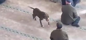 Camiye giren pitbull tedirginliğe neden oldu