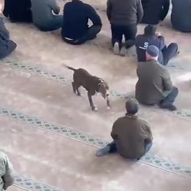 Camiye giren pitbull tedirginliğe neden oldu