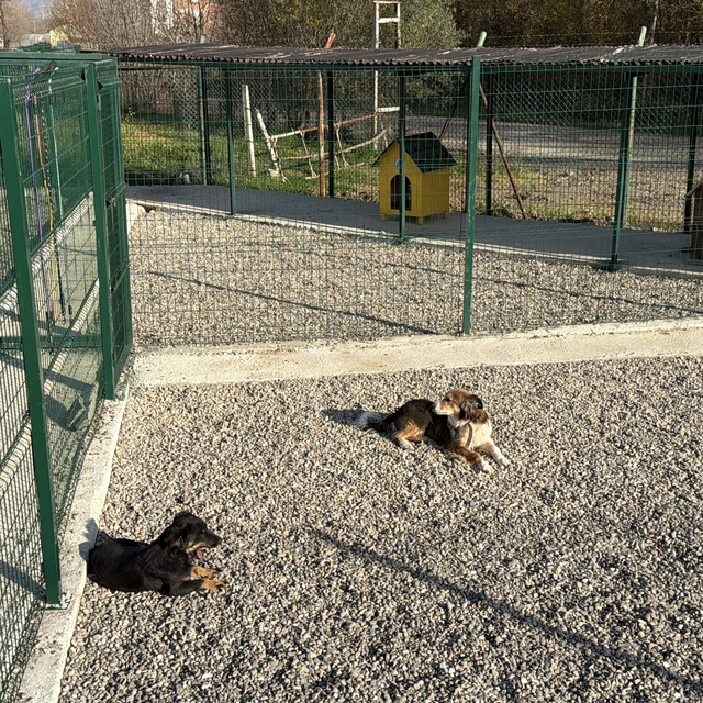 Kampüsteki hayvanlar için doğal yaşam alanı oluşturuldu