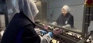 65 ülkeye ihraç edilen Türk zeytini, zeytinyağlı çikolata ve kozmetik ürünlerle de raflarda yer alacak