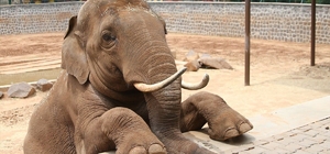 Fatma Şahin'den CHP'li Başarır'a yalanlama