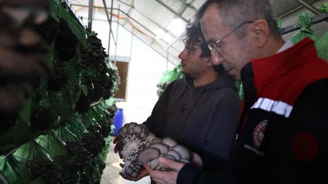 Bilecik'te yüzde 100 hibeli istiridye mantar üretimi başladı