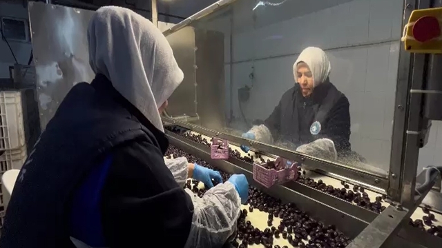 65 ülkeye ihraç edilen Türk zeytini, zeytinyağlı çikolata ve kozmetik ürünlerle de raflarda yer alacak