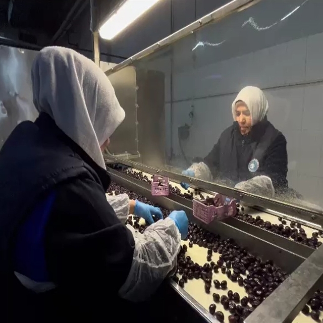 65 ülkeye ihraç edilen Türk zeytini, zeytinyağlı çikolata ve kozmetik ürünl...