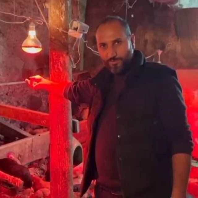 Tavuklara müzikli terapi: "Yumurta verimi arttı"