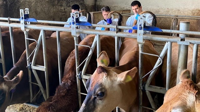 Kırklareli'nde büyükbaş hayvan işletmelerinde hastalıktan ari kontrolleri