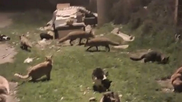 Kedi ve tilkilerin yan yana beslendiği anlar kamerada