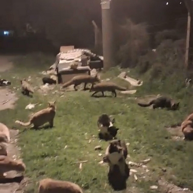 Kedi ve tilkilerin yan yana beslendiği anlar kamerada