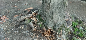 Trabzon Büyükşehir Belediyesi’nden "yeşil dokuya zarar" iddialarına yanıt