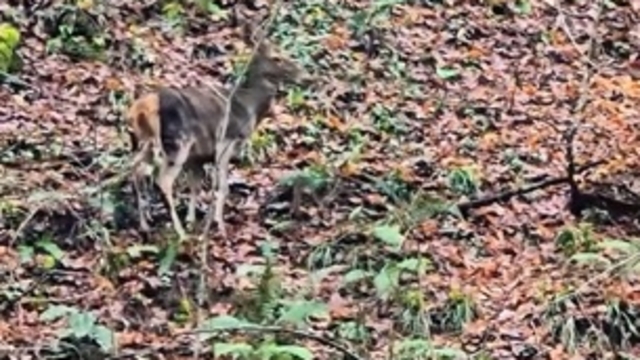 Yedigöller'de ormanda gezinen geyikler kamerada