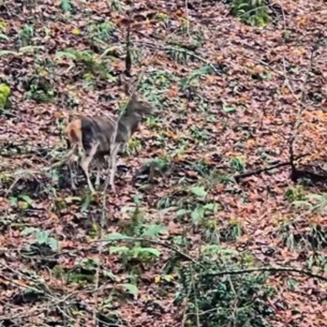 Yedigöller'de ormanda gezinen geyikler kamerada