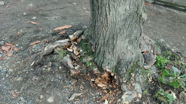 Trabzon Büyükşehir Belediyesi'nden "yeşil dokuya zarar" iddialarına yanıt