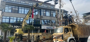 Yaşı 200’e yaklaşan çınar ağacı budandı