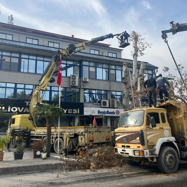 Yaşı 200'e yaklaşan çınar ağacı budandı