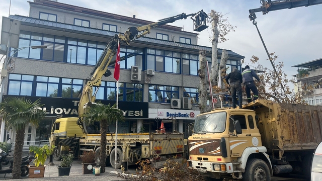 Yaşı 200'e yaklaşan çınar ağacı budandı