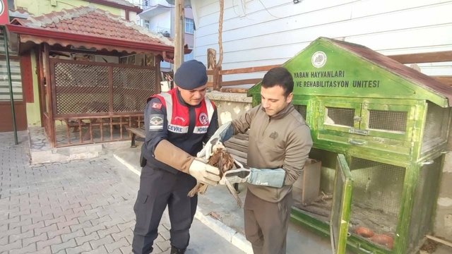 Karaman'da yaralı bulunan kızıl şahin koruma altına alındı