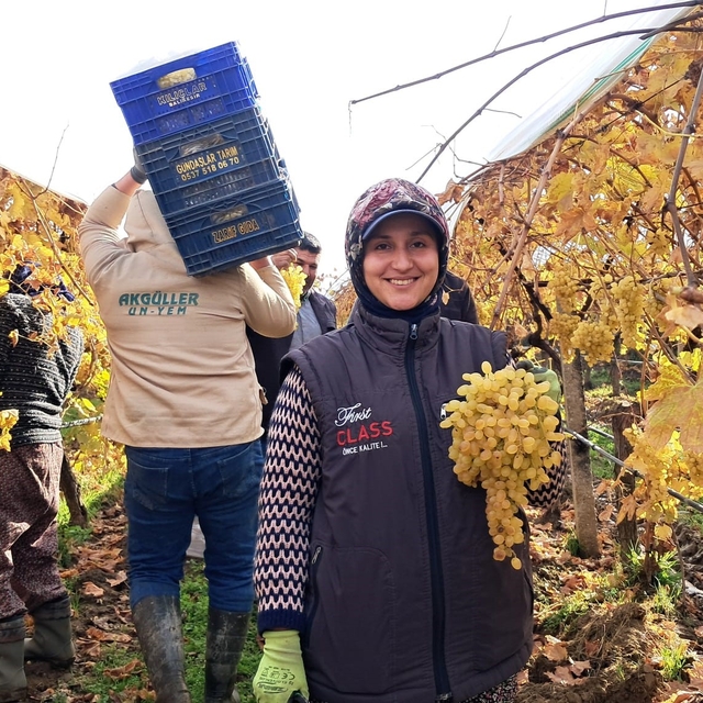 Yeni yıl üzümleri yola çıkmaya başladı