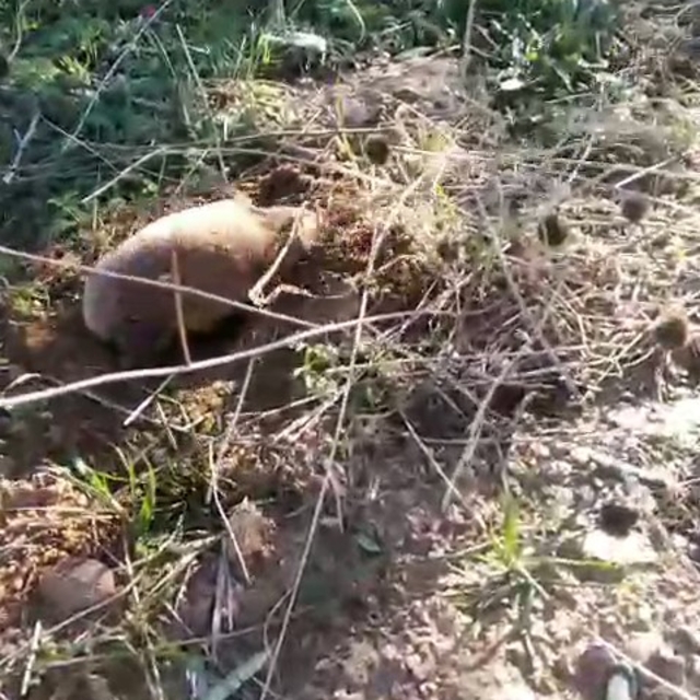 Yer altının gizemli canlısı Manisa'da ortaya çıktı
Manisa'da yer altının gi...