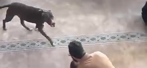 Camiye giren pitbull yakalandı, sahibine işlem yapıldı