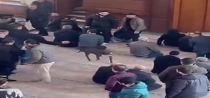 Camiye giren pitbullun sahibine adli ve idari işlem yapıldı