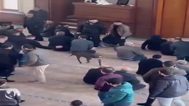 Camiye giren pitbullun sahibine adli ve idari işlem yapıldı