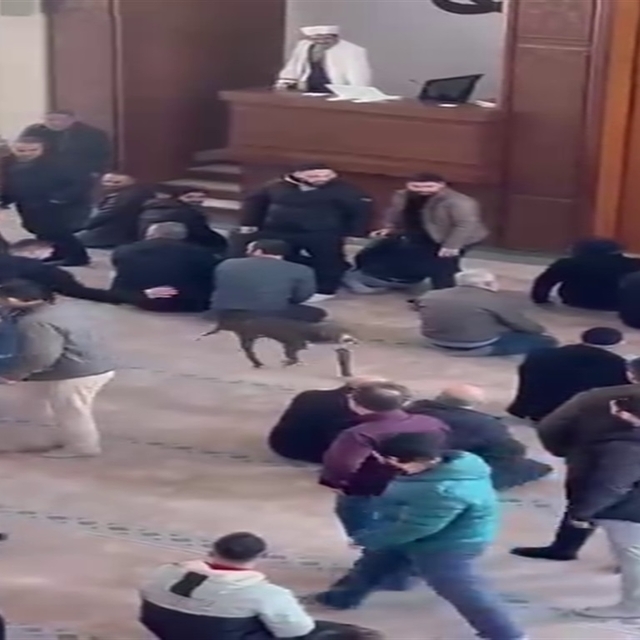 Camiye giren pitbullun sahibine adli ve idari işlem yapıldı