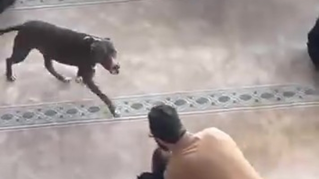 Camiye giren pitbull yakalandı, sahibine işlem yapıldı