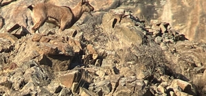 Artvin'de yaban hayatı için envanter çalışması yapıldı