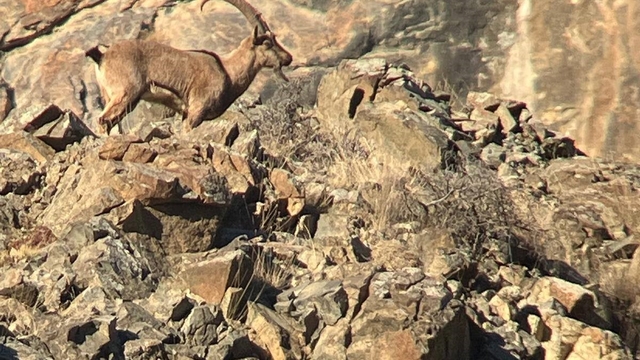 Artvin'de yaban hayatı için envanter çalışması yapıldı