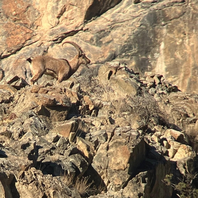 Artvin'de yaban hayatı için envanter çalışması yapıldı
