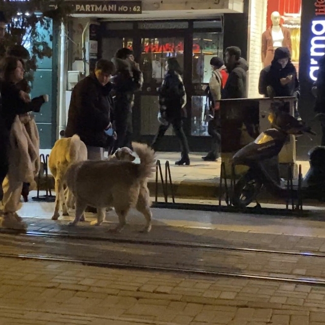 Evcil hayvanıyla yürürken sokak köpeklerinin arasında kaldı