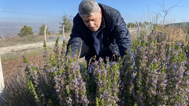 Yapılan 10 yıllık çalışma sonucunda artık Eskişehir'de biberiye üretilebiliyor
ESOGÜ Ziraat Fakültesi'nden kışa dayanıklı biberiye için önemli çalışma
Prof. Dr. Duran Katar:
"Eskişehir'e getirdiğimiz 100 bitki arasından soğuğa dayanabilen 3 türü çoğalttık"
"ESOGÜ Ziraat Fakültesi tarafından yapılan çalışmalarının eseri"