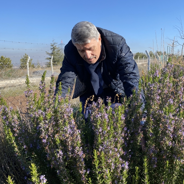 Yapılan 10 yıllık çalışma sonucunda artık Eskişehir'de biberiye üretilebili...